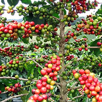 Coffee crop