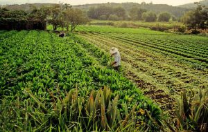 LatAm’s agricultural markets in need of greater re/insurance penetration: Swiss Re