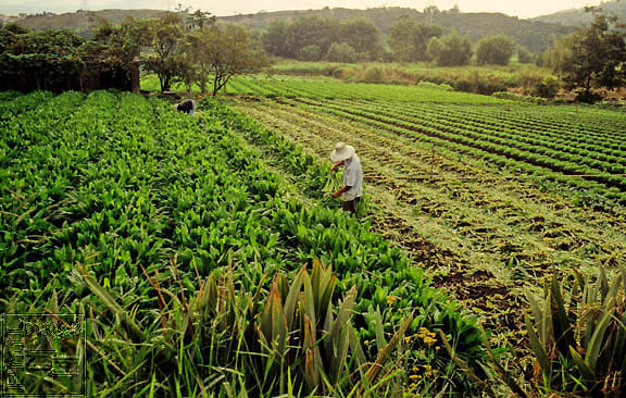 Agriculture Latin America
