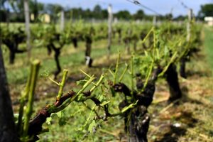Winemakers face bankruptcy following intense hailstorms in southwest France